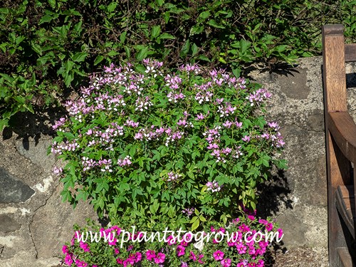 Pequena Rosalita Spider Flower (Cleome hassleriana)